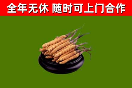 织金烟酒回收冬虫夏草.jpg
