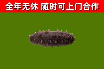 织金烟酒回收干海参.jpg